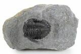 Detailed Hollardops Trilobite Fossil - Excellent Eyes #359501-2